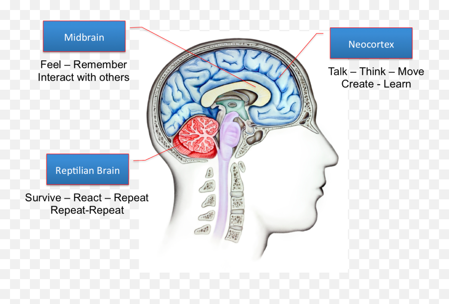 Developing Brain - Thinking And Emotional Brain Emoji,Emotion Brain