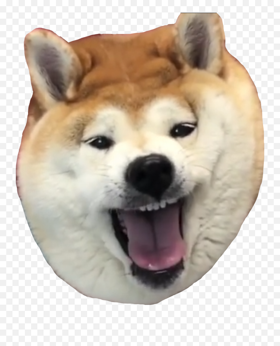 Shibe Shoob Shibenation Sticker - Hokkaido Dog Emoji,Shibe Emoji