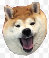 Shibe Shoob Shibenation Sticker - Hokkaido Dog Emoji,Shibe Emoji
