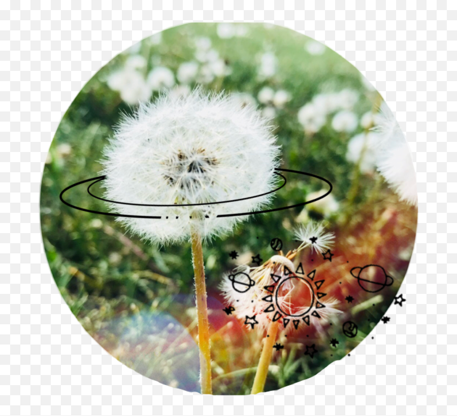 Dandelion Flower Dandelionflower - Common Dandelion Emoji,Dandelion Emoji