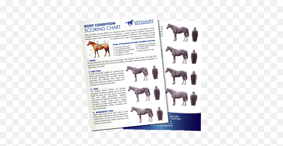 Body Condition Scoring Your Horse Hygain Horse Feed - Body Condition Score Horse Emoji,A Chart Of Emotions And Where They Are Felt In The Body