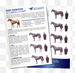 Body Condition Scoring Your Horse Hygain Horse Feed - Body Condition Score Horse Emoji,A Chart Of Emotions And Where They Are Felt In The Body