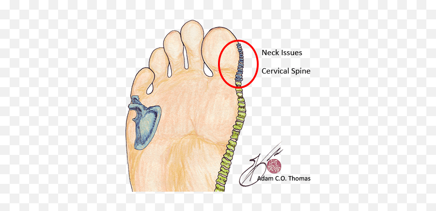 Exploring The Skeletal System Balancing Touch Reflexology - Reflexology Map Skeletal System Emoji,Reflexology Heel Emotions