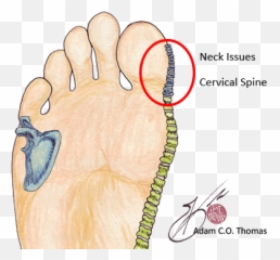 Exploring The Skeletal System Balancing Touch Reflexology - Reflexology Map Skeletal System Emoji,Reflexology Heel Emotions