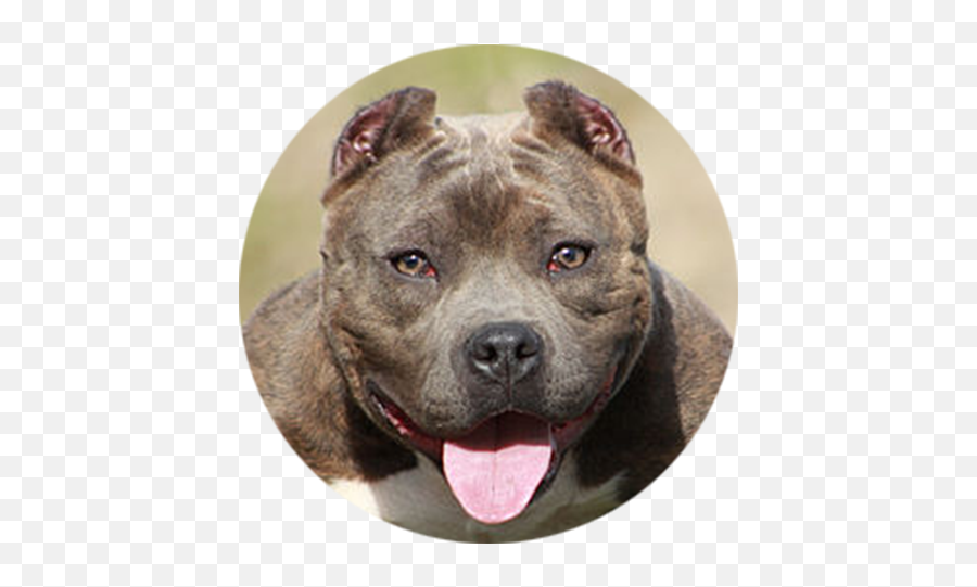 Stigma Surrounding Pit Bulls - Staffordshire Terrier Amerikai Bully Emoji,Pitbulls Read Emotion