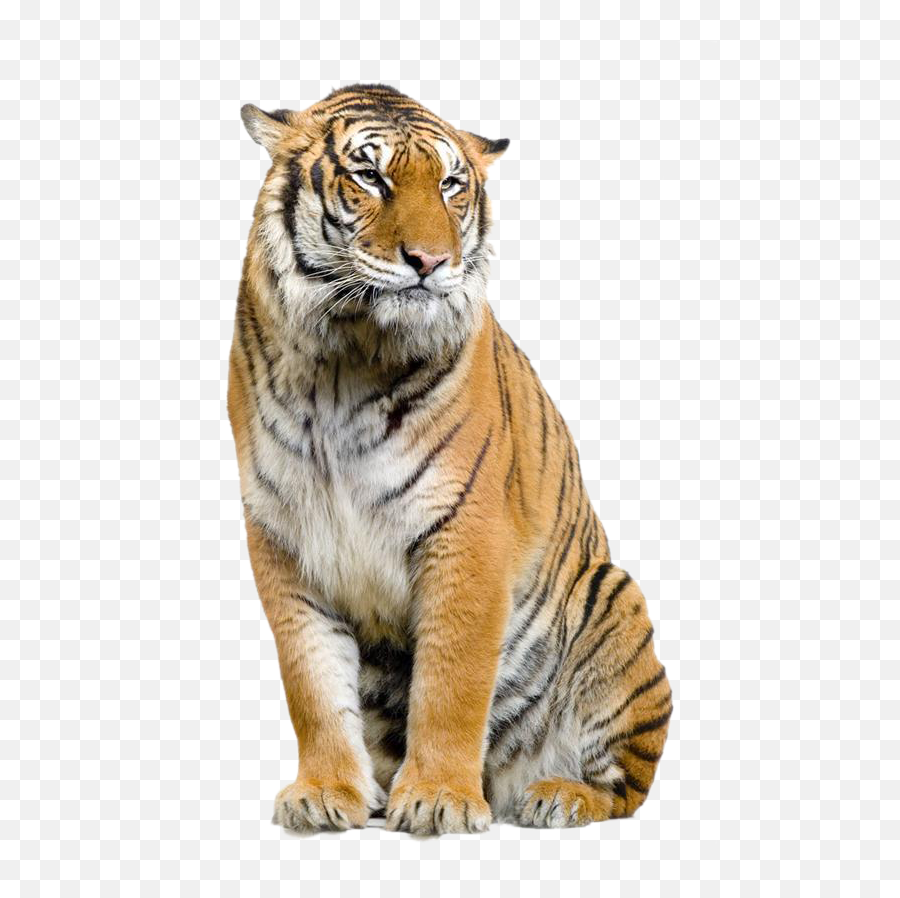 Download Jaguar Felidae Leopard Bengal Tiger Lion Clipart - Tiger Png Background Hd Emoji,Bengal Emoticon