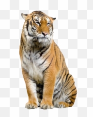 Download Jaguar Felidae Leopard Bengal Tiger Lion Clipart - Tiger Png Background Hd Emoji,Bengal Emoticon