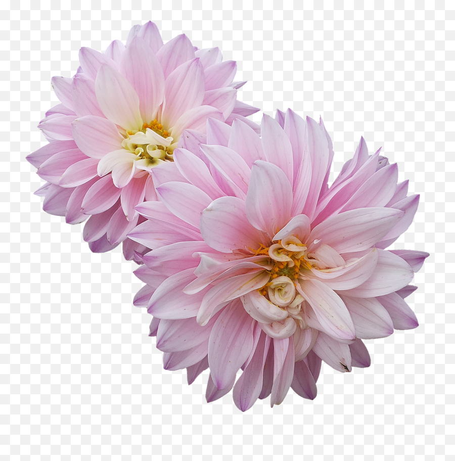Dahlias Flowers - White Dahlia Flower Pink Emoji,Flower Emojis Ong