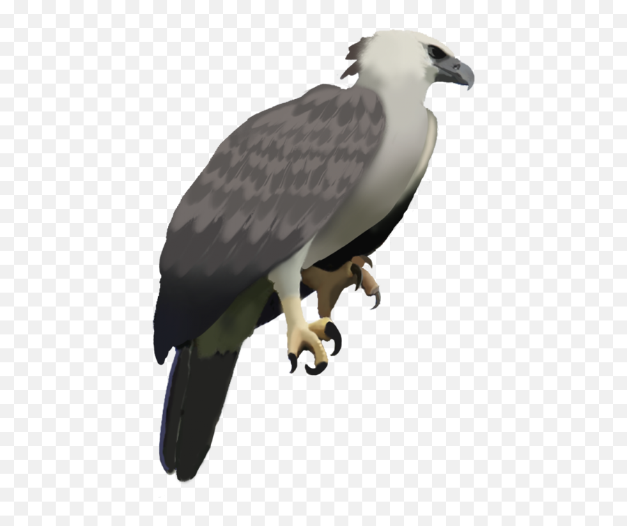 Happy Eagle Png U0026 Free Happy Eaglepng Transparent Images - Harpy Eagle With White Background Emoji,Bald Eagle Emoji