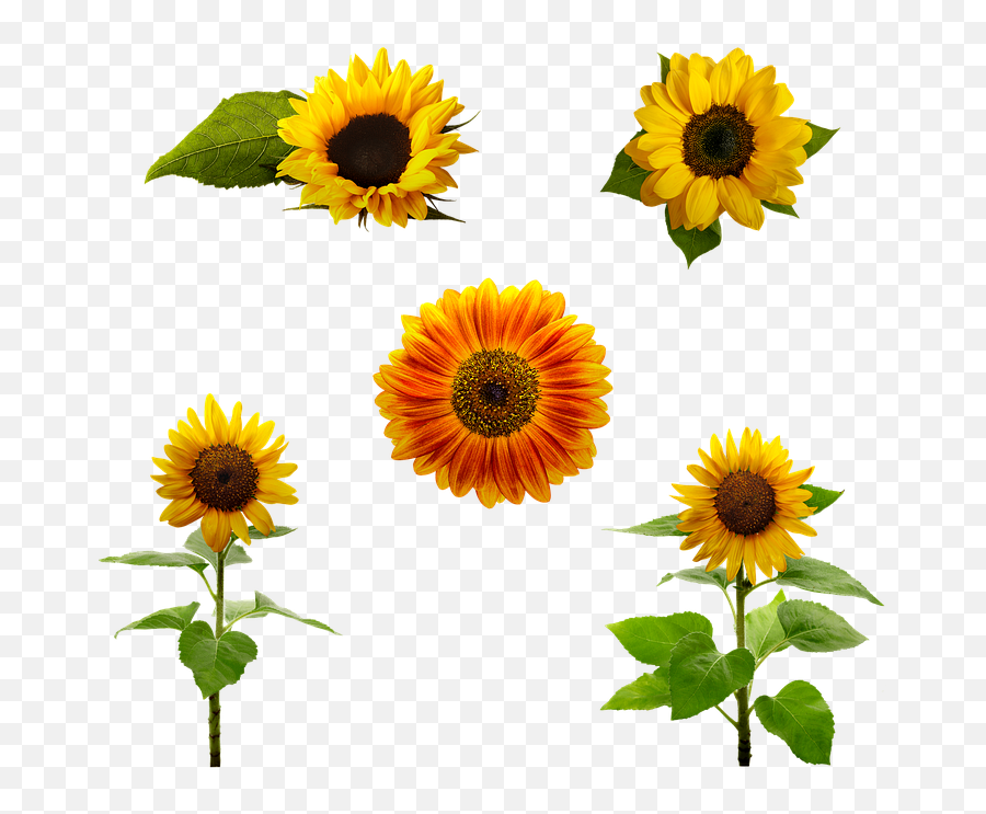 Blossom Sunflowers Bloom Summer Emoji,Emotion Wild Blanco