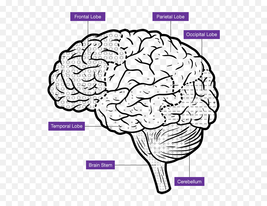 Chapter 1 Trauma U0026 The Architecture Of The Brain - Brain Emoji,Frontal Lobe Emotion