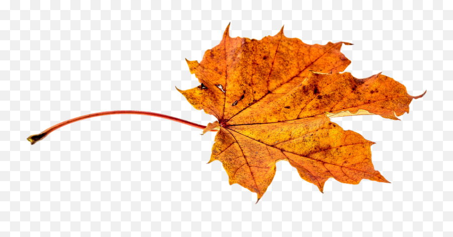 Fall Color - Leaf Autumn Fall Png Emoji,Fall Leave Emoji