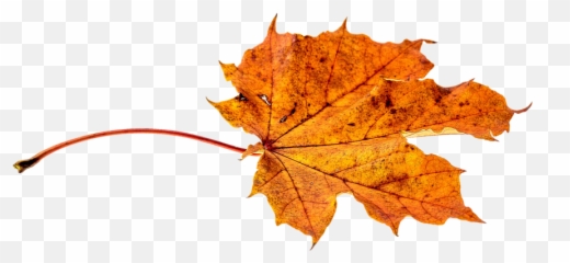 Fall Color - Leaf Autumn Fall Png Emoji,Fall Leave Emoji
