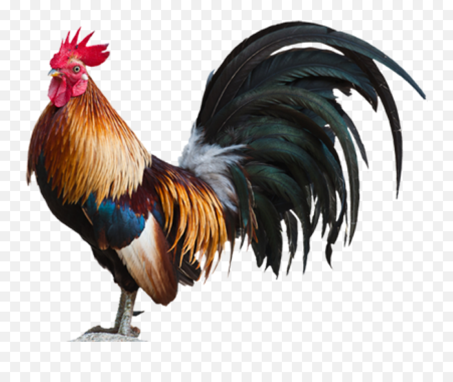 Elven Rooster Rider - Rooster Chicken Png Emoji,Text With Two Rooster Emojis