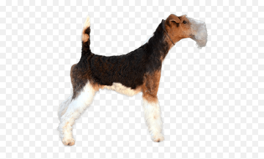 What Dog Breed Looks Like A Mini - Wire Fox Terrier Head Colors Emoji,My Scottish Terrier Doesn't Show Emotions