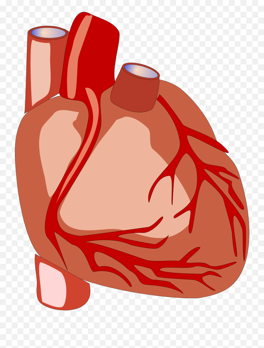 Realistic Human Heart Clip Art Image - Clipsafari Emoji,Heart Emoji For Microsoft Word