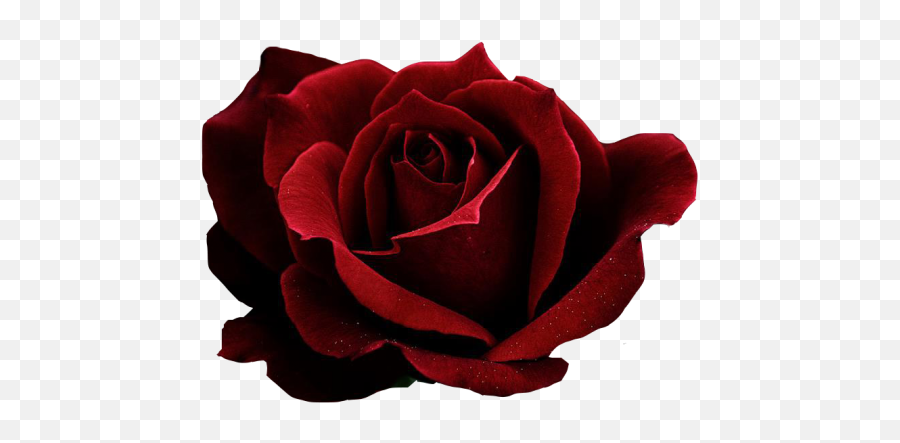 Red Rose Transparent Png Image - Aesthetic Red Rose Transparent Emoji,All Rose Emoji