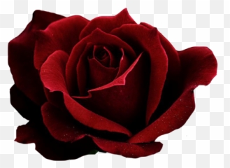 Red Rose Transparent Png Image - Aesthetic Red Rose Transparent Emoji,All Rose Emoji