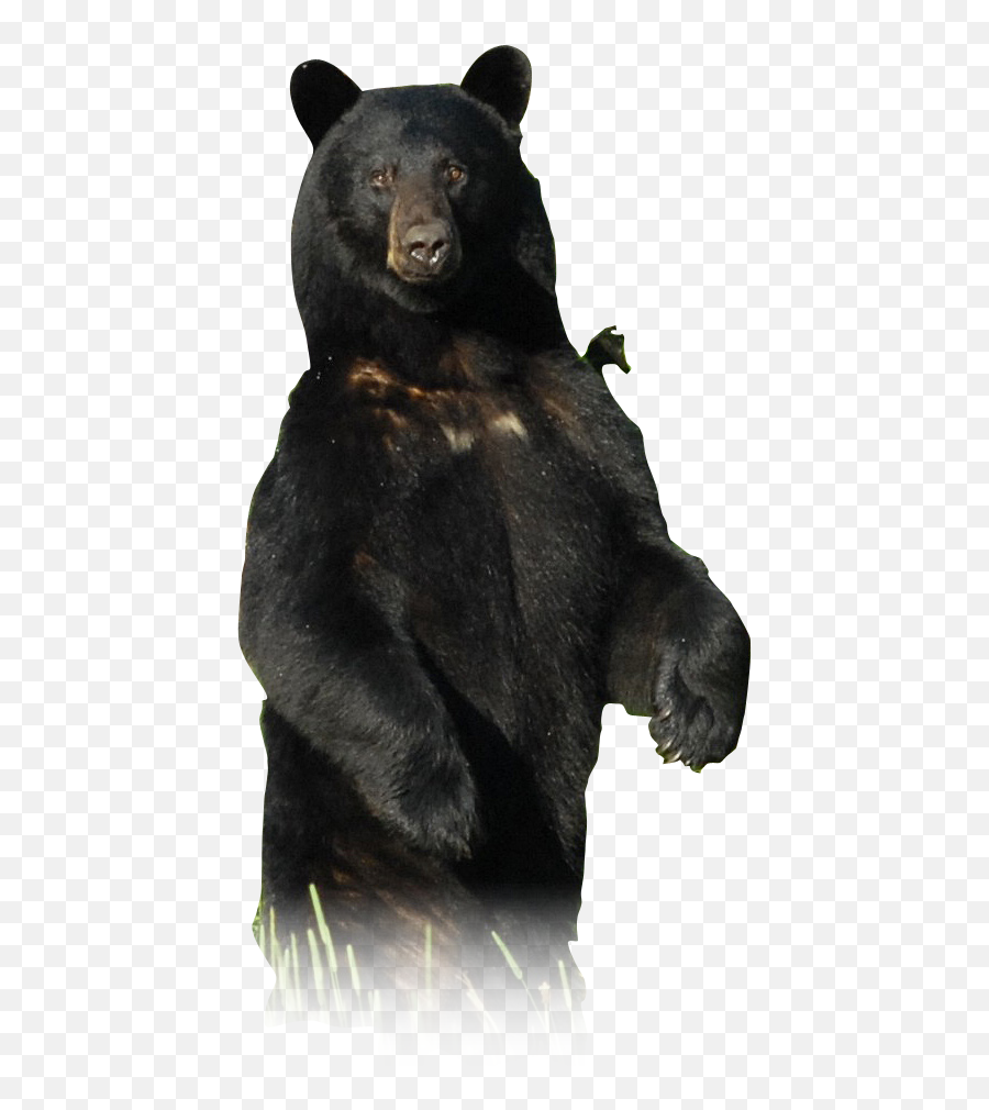 A Mother Bear And Her Cubs Wise About Bears - Imagem De Urso Preto Emoji,Cute Bear Emotions