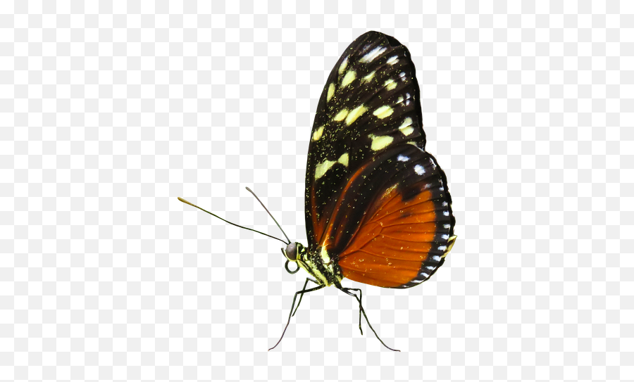 Free Butterfly Animated Gif Transparent Download Free - Milkweed Butterflies Emoji,L Black Swallowtail Butterfly!! Smile Emoticon