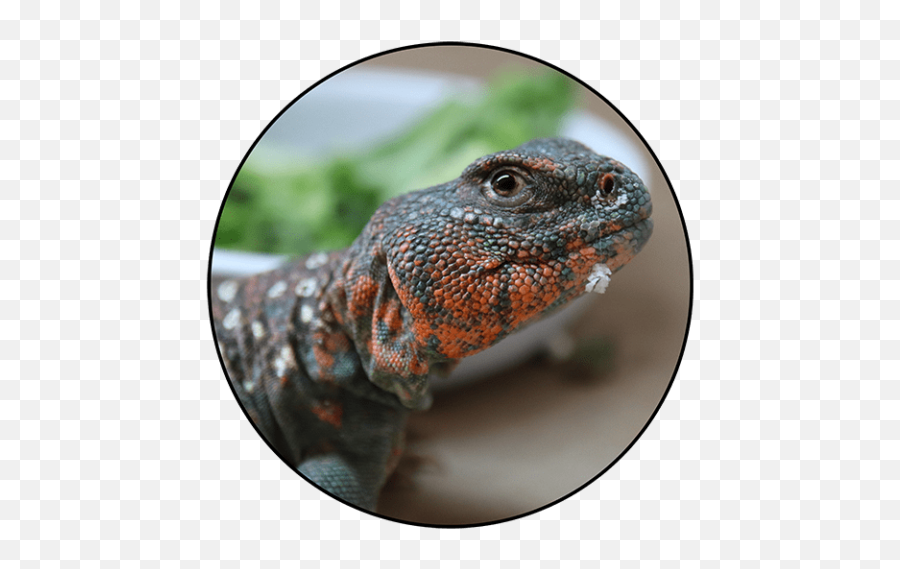 Reptiles For Sale - Buy Live Reptiles Online Agamid Lizards Emoji,What Does Color Say About Crested Geckos Emotion