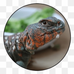 Reptiles For Sale - Buy Live Reptiles Online Agamid Lizards Emoji,What Does Color Say About Crested Geckos Emotion