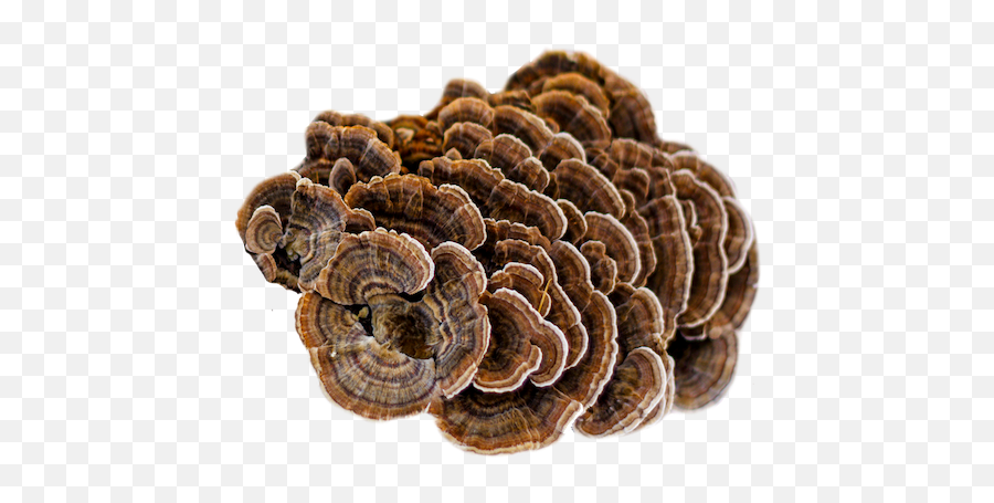 Boutsy U003e Wild Blossom Organics U003e Mushroom Capsules Golden 9 - Turkey Tail Mushroom Png Emoji,Shitake Emotion