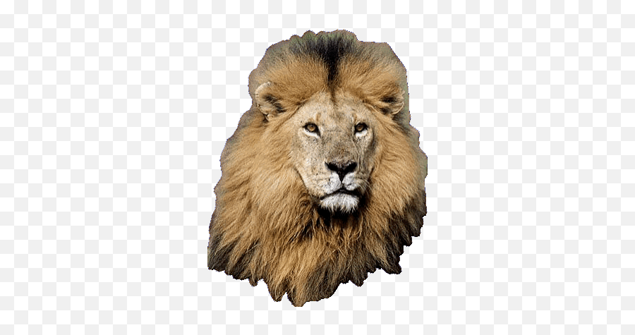 Top Little Lion Cub Stickers For Android U0026 Ios Gfycat - Roaring Lion Gif Png Emoji,Lion Dog Emoticon