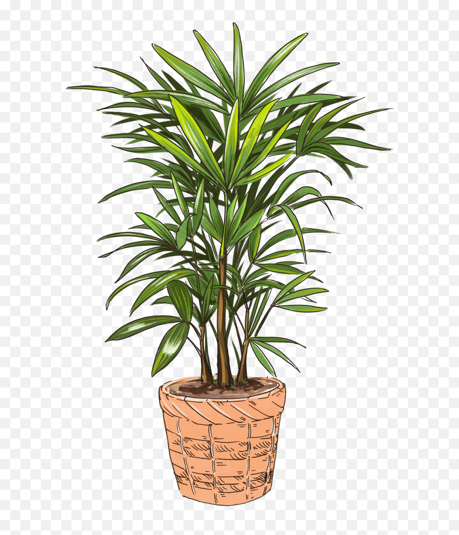 Lady Palm Emoji,Palm Tree Youtube Emoji