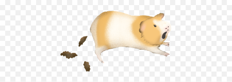 Guinea Pig Poop Chart - Animal Figure Emoji,Guinea Pig Emoticon