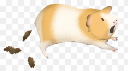 Guinea Pig Poop Chart - Animal Figure Emoji,Guinea Pig Emoticon