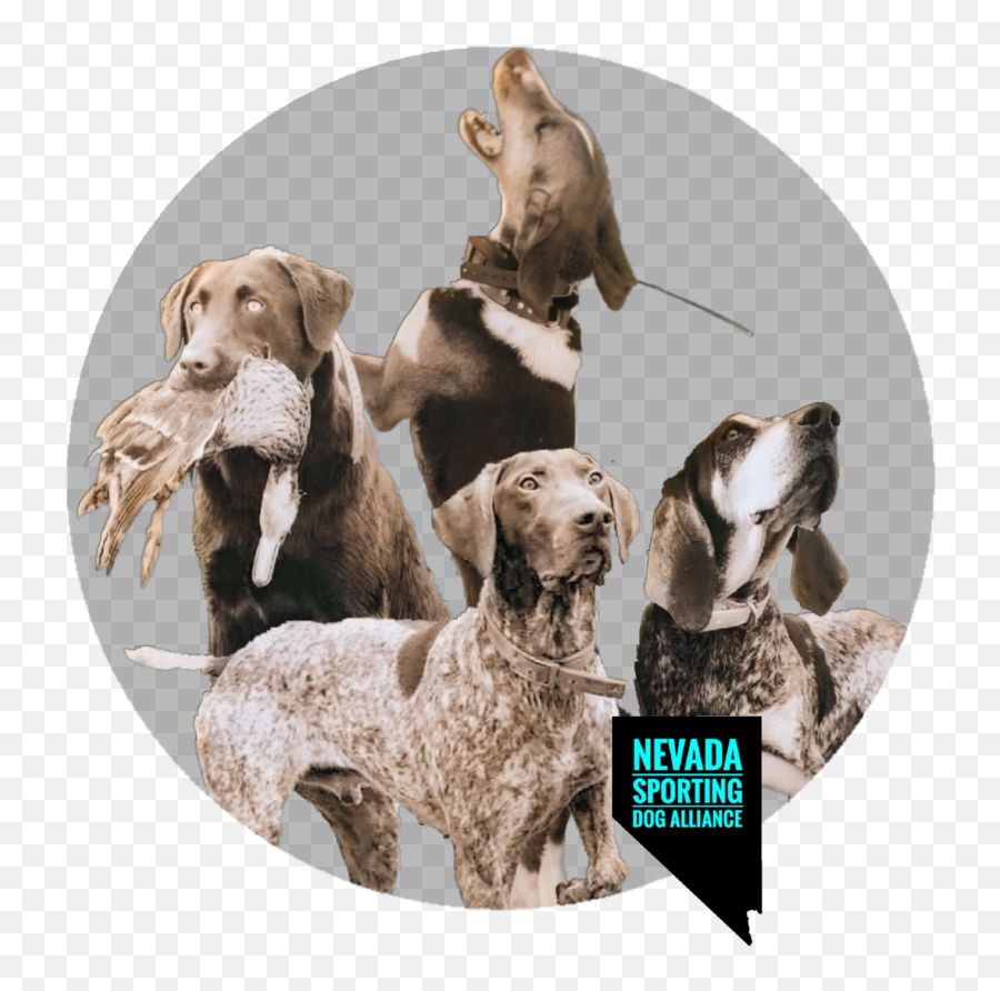 When The Time Comes U2014 Nevada Sporting Dog Alliance Emoji,Canine Emotions