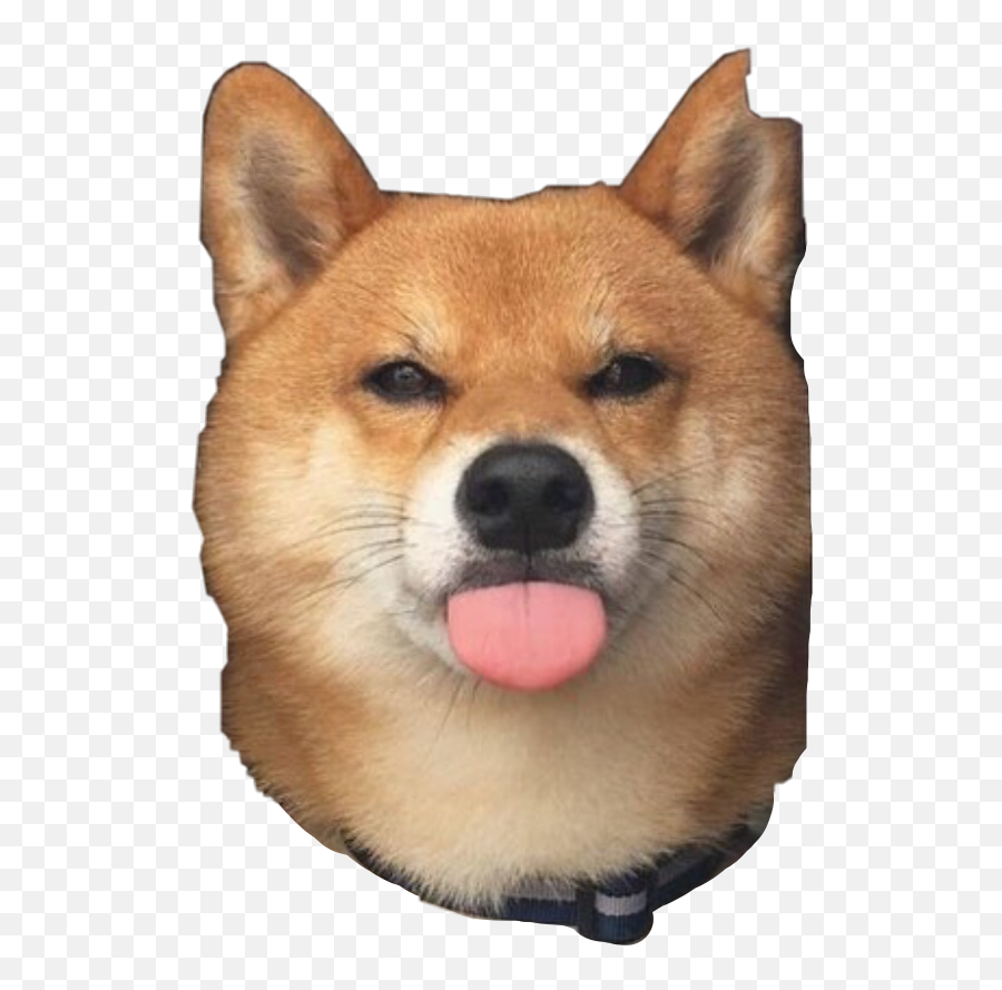 Shibe Shibenation Shoop Sticker - Cu Vàng Lêu Lêu Emoji,Shibe Emoji