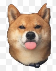Shibe Shibenation Shoop Sticker - Cu Vàng Lêu Lêu Emoji,Shibe Emoji