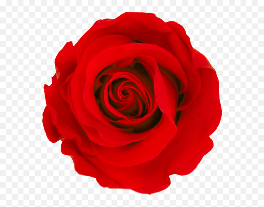 Preserved Rose Colors Their Meanings - Lovely Emoji,Colour Symbolising A Mothers Emotion Mother