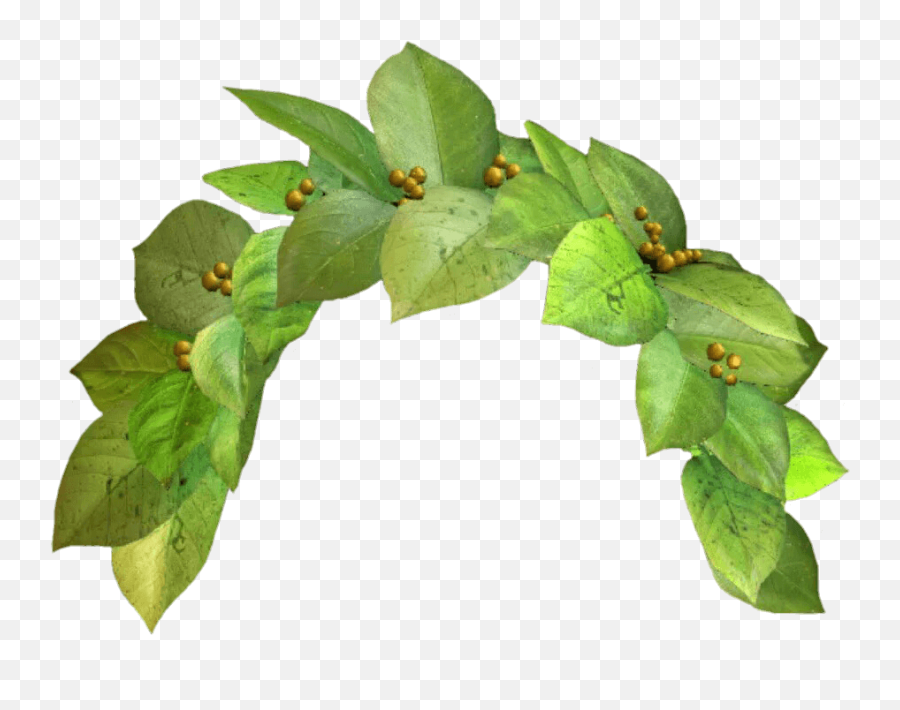 Snapchat Filter Green Crown Transparent - Plants Crown Png Emoji,Flower Crown Emoji Transparent