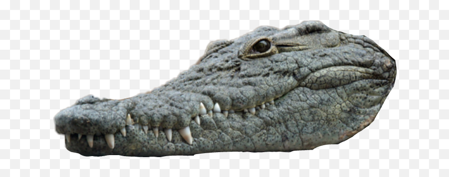 The Most Edited - Crocodiles Close Up Emoji,Android Alligator Emoji