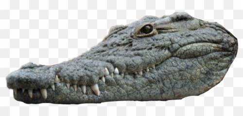 The Most Edited - Crocodiles Close Up Emoji,Android Alligator Emoji