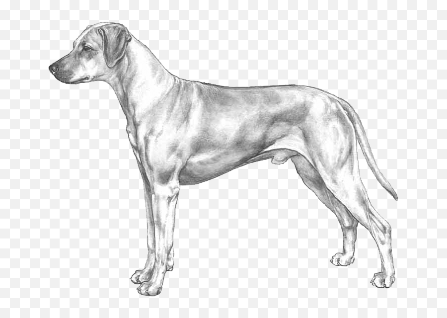 Rhodesian Ridgeback - Pedigree Breeds Dogwellnet Emoji,Vizsla Emoji