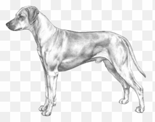 Rhodesian Ridgeback - Pedigree Breeds Dogwellnet Emoji,Vizsla Emoji
