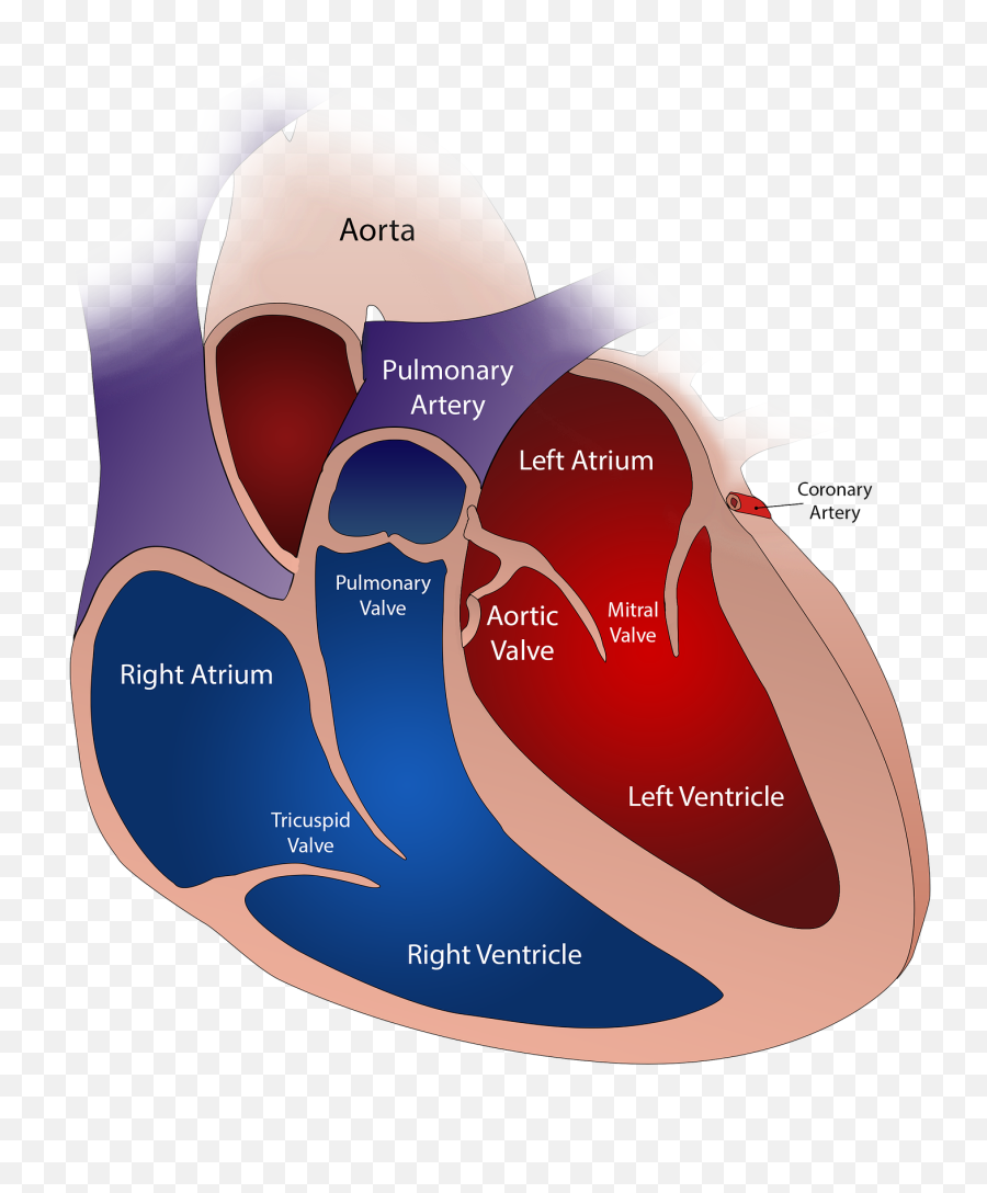 Heart Anatomy Physiology Location Disease And Treatment - Cardiovascular Disease Emoji,Septum And Emotion
