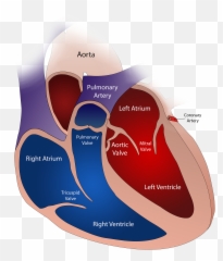 Heart Anatomy Physiology Location Disease And Treatment - Cardiovascular Disease Emoji,Septum And Emotion