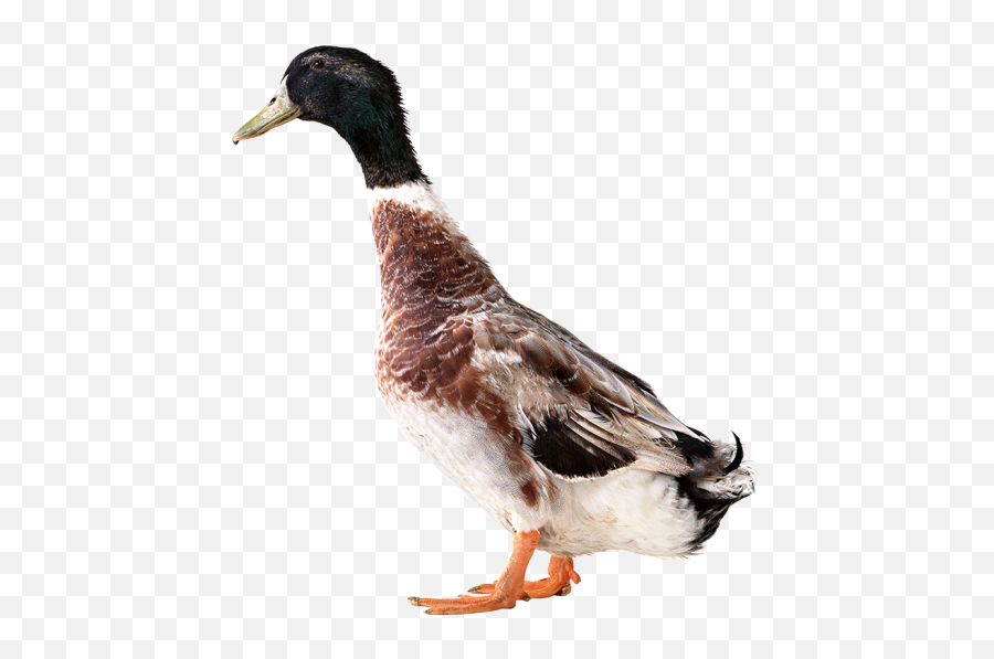 Duck Png Transparent Background Free - Duck Png Emoji,Duck Emoji No Background