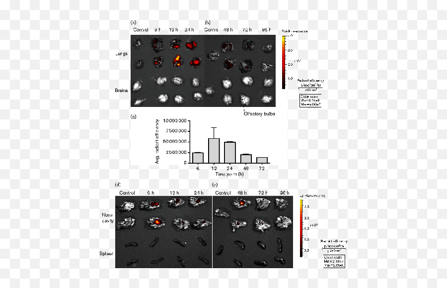 Recombinant Fowlpox Virus Vector - Based Vaccines Expression Emoji,Vector Admin Watching You Emoticon