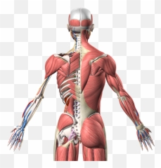 Human Body Anatomy Png Hd Isolated Png Mart Emoji,Anatomical Emoji