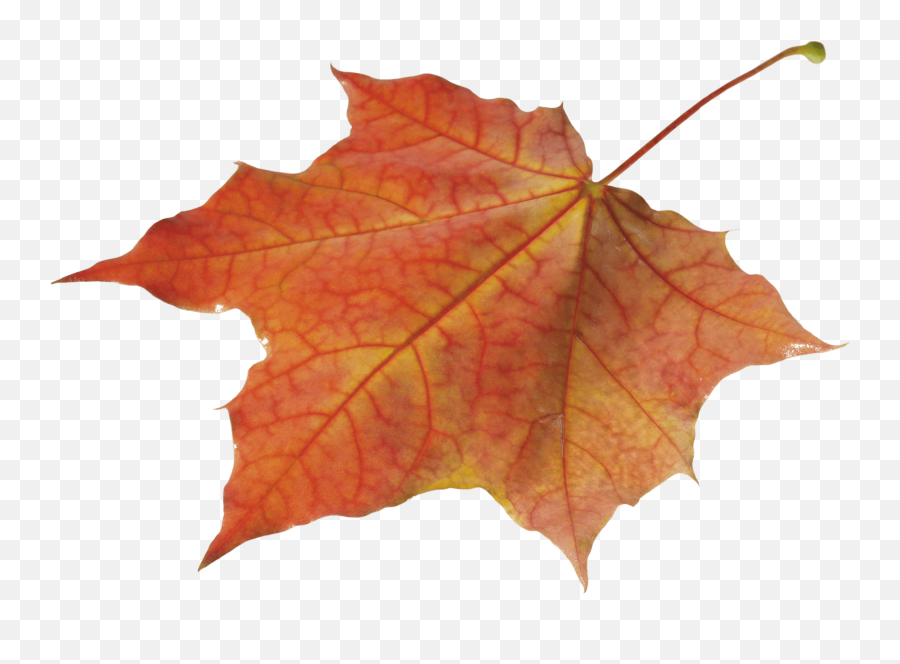 Autumn Leaves Transparent - Autumn Leaf Transparent Background Emoji,Fall Leave Emoji