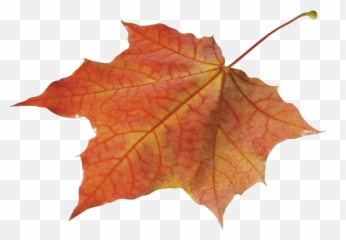 Autumn Leaves Transparent - Autumn Leaf Transparent Background Emoji,Fall Leave Emoji