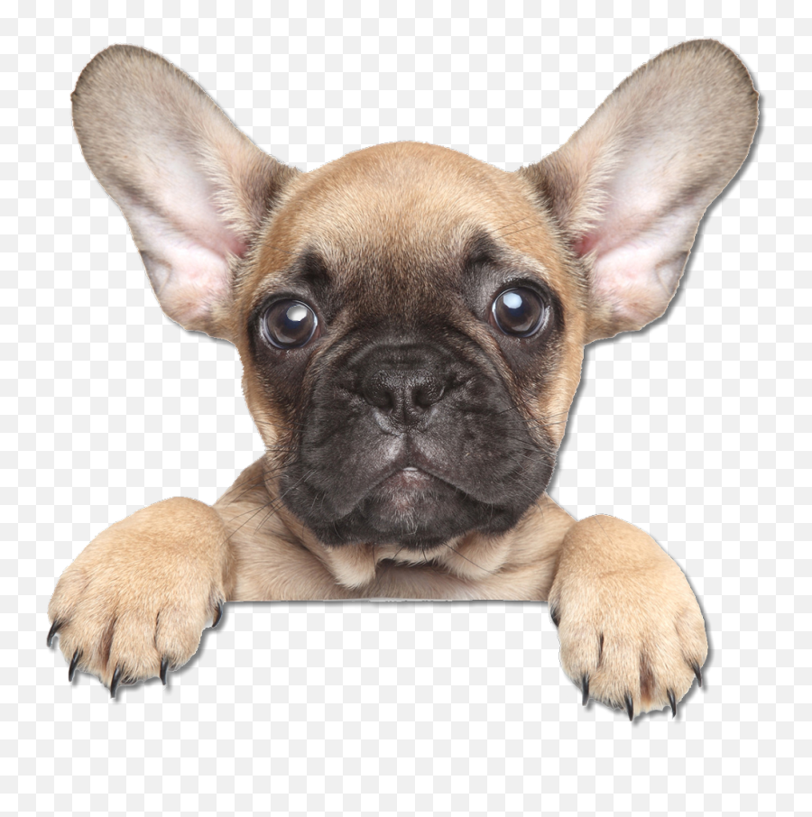 Transparent French Bulldog Png Download - French Bulldog Png Emoji,Puppy Dog Face Emoji