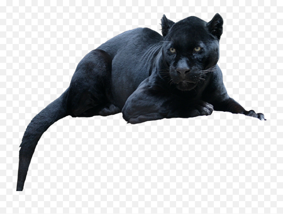 Jaguar Psd Official Psds - Animal Black Panther Png Emoji,Jaguar Emoji