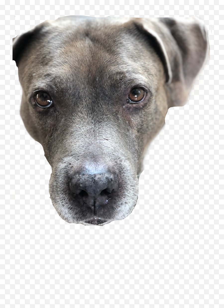 Discover Trending Batata Stickers Picsart - Guard Dog Emoji,Batata Emoticon
